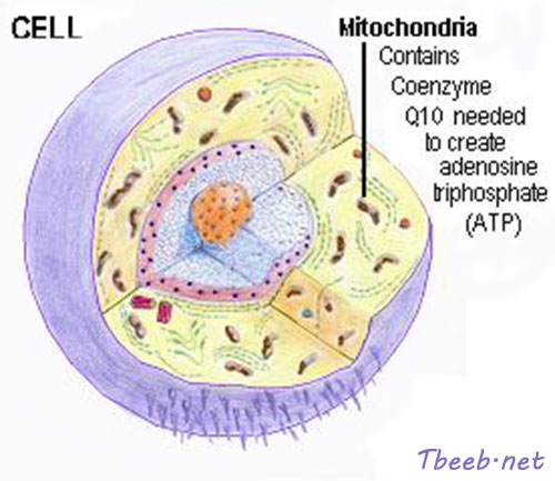 فوائد الانزيم المساعد Coenzyme Q10 كمركب مانح للطاقة