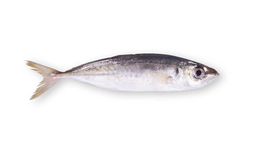 سمك الأنشوفة Anchovy