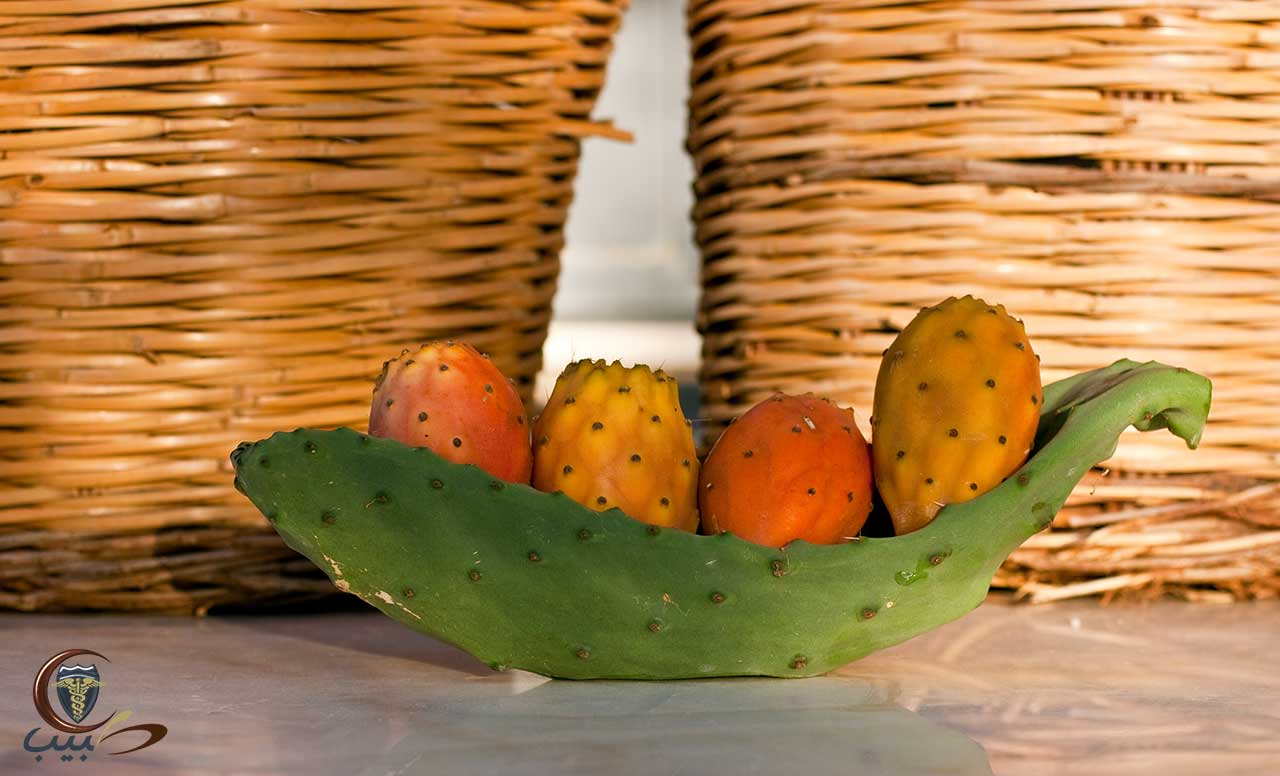 التين الشوكي Prickly pear تين الصبر نبات الصبر التين الهندي