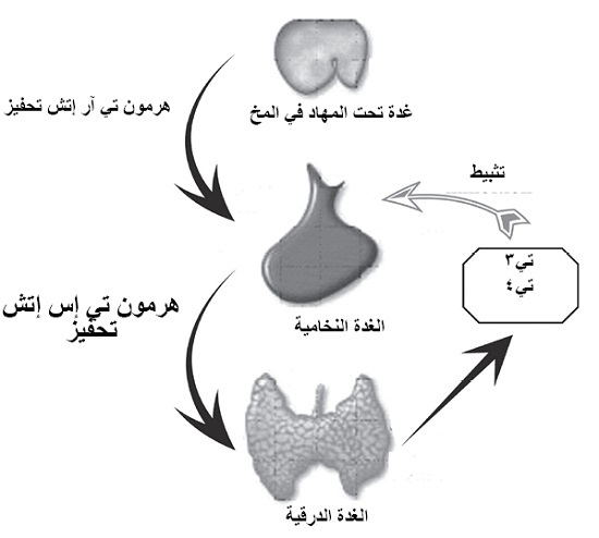 تنظيم إفراز هرمونات الغدة الدرقية