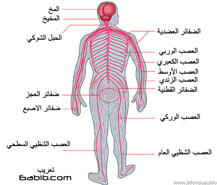 الضفائر والأعصاب