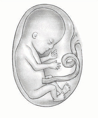 تطور الجنين في الشهر الثالث