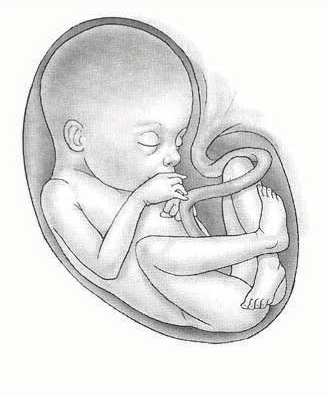 تطور الجنين في الشهر الخامس