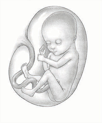 تطور الجنين في الشهر الرابع