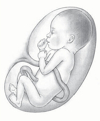 تطور الجنين في الشهر السابع