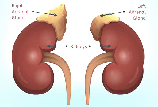 التعب والارهاق بسبب خلل الغدة الكظرية