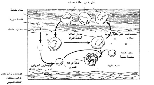 أكسدة كوليسترول البروتين الدهني منخفض الكثافة