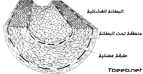 الشريان الطبيعي