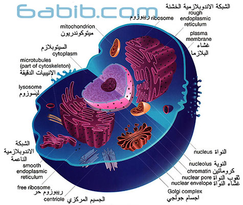 الحفاظ على صحة الميتوكوندريا لعلاج سكري السمنة طبيب دوت كوم