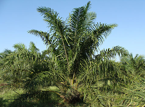 زيت النخيل صحي أم ضار؟ Palm oil