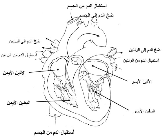 حجيرات القلب المختلفة والاتجاه الذي يسلكه الدم