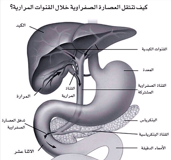 انتقال العصارة الصفراوية