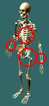 skelet02.gif