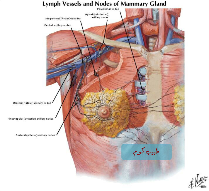 axillary%20copy.jpg