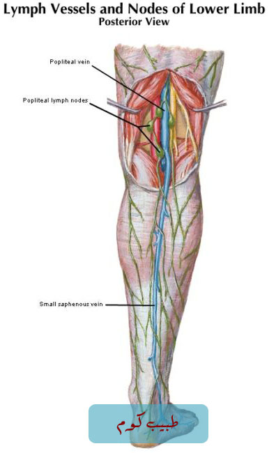 legback%20copy.jpg