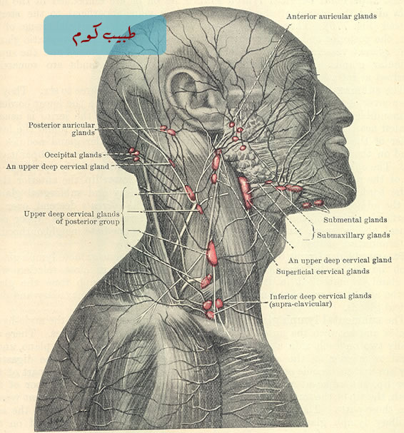 lymph_superficial_cun%20copy.jpg