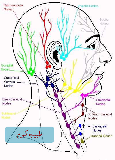 lymphatic%20system%20of%20head%20%26%20neck%20copy.jpg