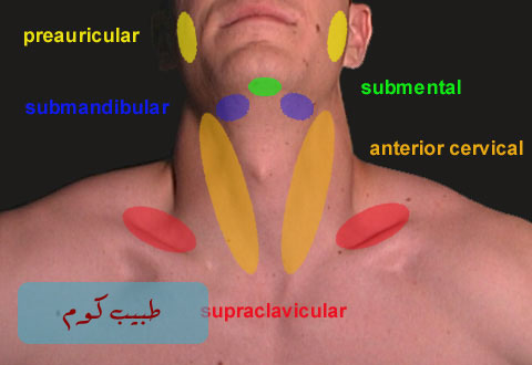 neck_lymph_label%20copy.jpg
