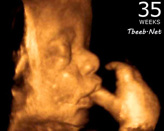تطور الجنين في الشهر التاسع من الحمل ، الأسابيع 33 ، 36 ، Doctor.com