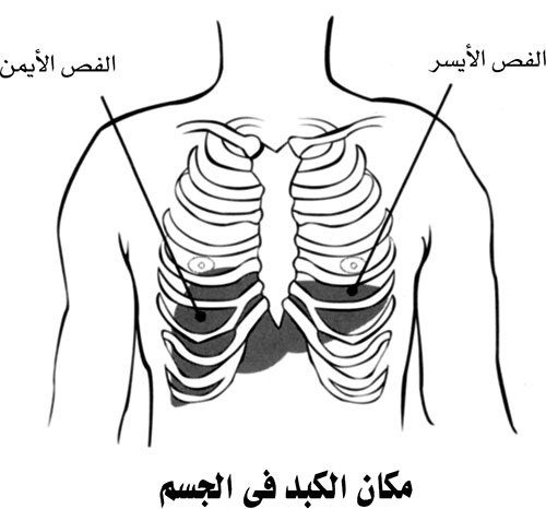 مكان الكبد في الجسم