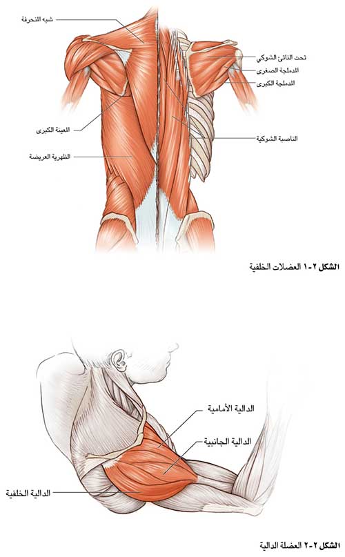 كتف الاختبار تلميذ الكورية Comertinsaat كوم