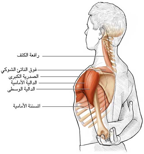 النبوءة الساكنة أعراض الكآبة للكتف Dsvdedommel Com