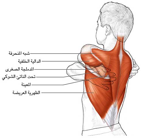 الحد من استخراج تنبيه لعظم الكتف الأيسر Comertinsaat Com