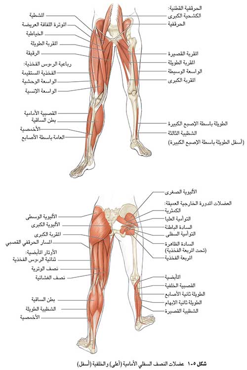 الورك