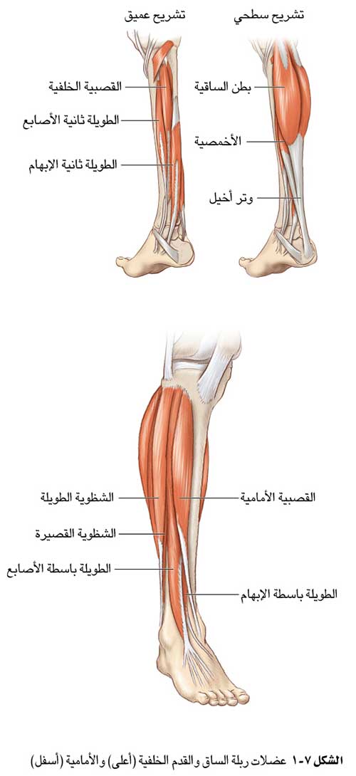 تشكل القدم الخلفية نقطة ارتكاز لرفع الجسم لأعلى