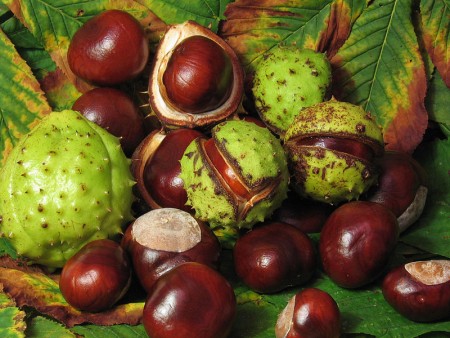 Aesculus hippocastanum كستنا، كستناء، الكستنا، الكستناء، ابو فروة