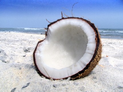 جوز الهند Coconut