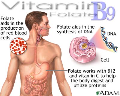 انيميا نقص حمض الفوليك فقر الدم الناجم عن عوز حمض الفوليك Folic Acid Deficiency Anemia , Folate Deficiency , Folacin Deficiency