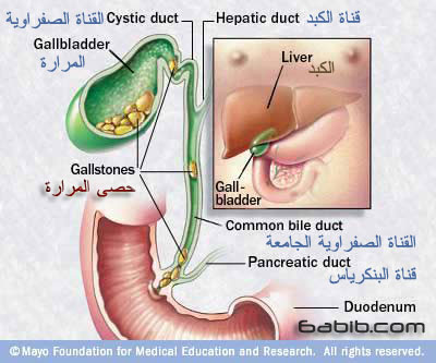 Gallbladder المرارة
