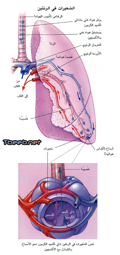 القلب الى من الدوره جريان الدم القلبيه الرئتين هي الدورة هي
