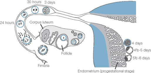 الإنغراس Implantation