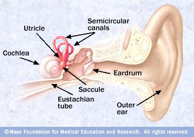 Inner_ear_and_balance.jpg