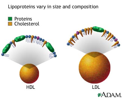 البروتينات الدهنية منخفضة الكثافة LDL والبروتينات الدهنية عالية الكثافة HDL