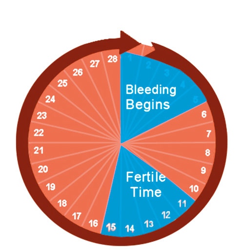 الدورة الشهرية - الحيض Menstrual cycle