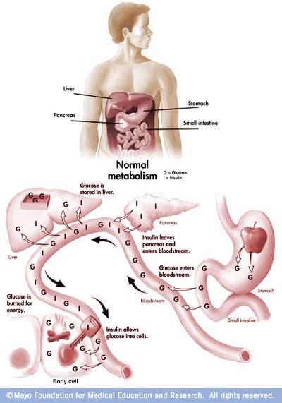 Normal metabolism