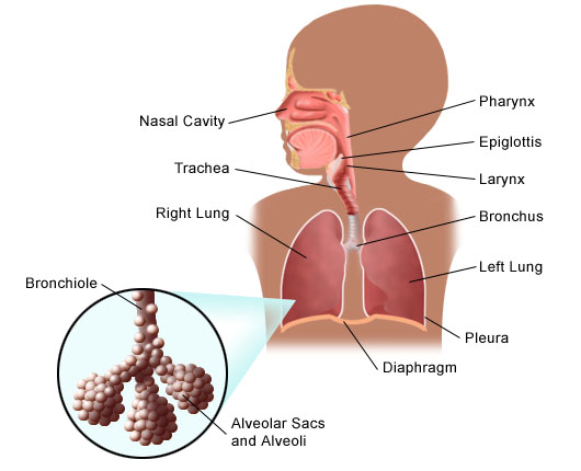 Pneumonia الالتهاب الرئوي عند الاطفال تحت سن الخامسة