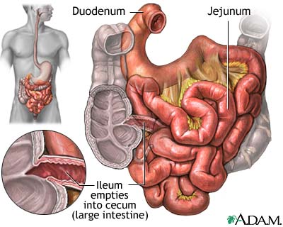 Small intestine الامعاء الدقيقة