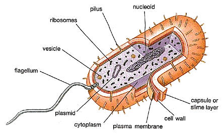 البكتيريا Bacteria - طبيب دوت كوم