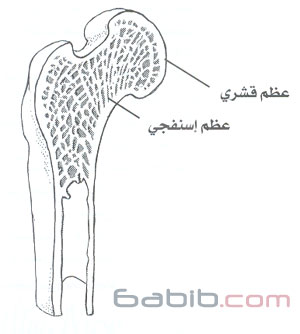 cancellous_bone_and_cortical_bone.jpg