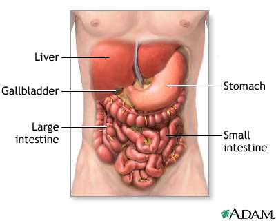 digestive system organs