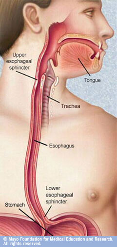 esophagus