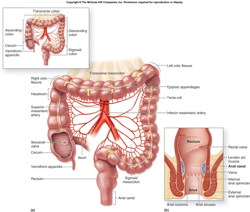 haustra coli Biology Diagrams