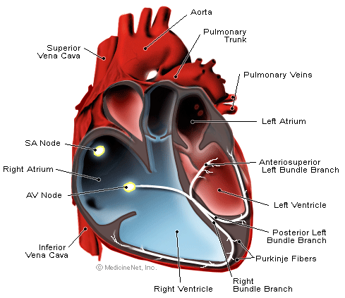 heart