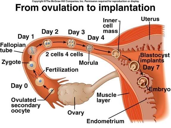 انغراس البويضة الملقحة Implantation