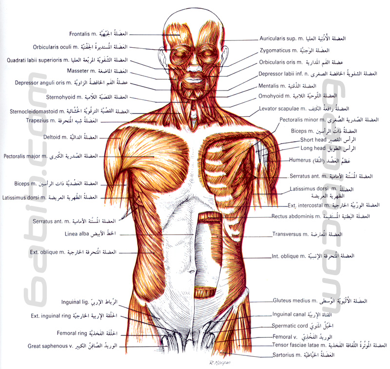 عضلات البطن تشريح جسم الانسان طبيب