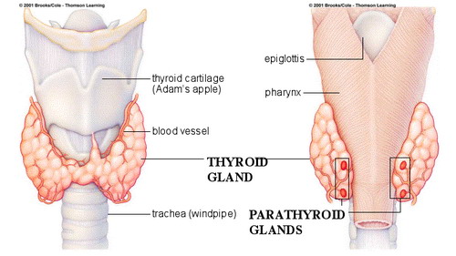 parathyroid glands